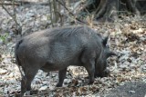 grote pumba