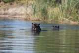 Hippo 's in de Kwando rivier