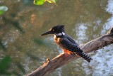 Giant Kingfisher,  grote ijsvogel