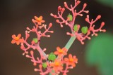 Bloem van de vijgenboom