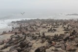 zeehondenkolonie