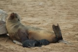 trotse moeder zeehond met pasgeboren jong