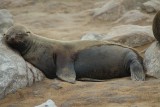 Een zeehonden leven.....