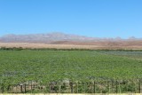 Solar grapes,  Namibië