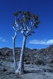quiver tree oftewel kokerboom