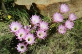 prachtige bloemen in Clanwilliam