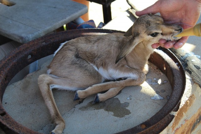 Springbok kalf struggles for life