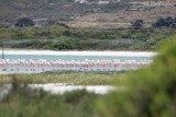 flamingo's in de lagoon Langebaan