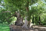 paar honderd jaar oude kampferbomen