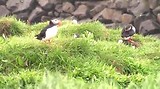 Puffin Rock