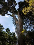 Totara 1