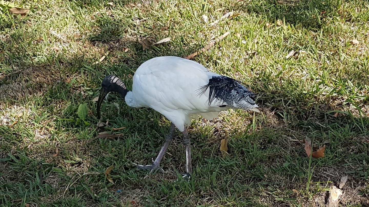 Ibis in Sidney