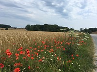 Veld