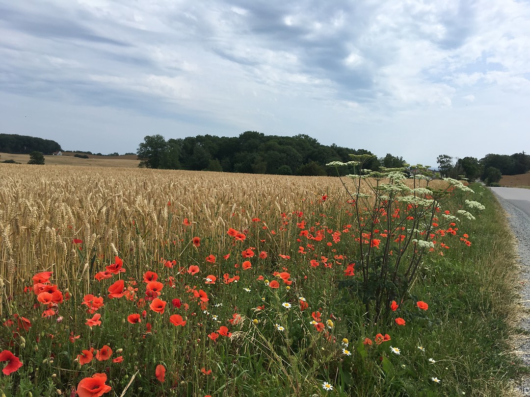 Veld