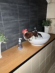 Haantje overnacht in het toiletgebouw