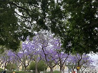 Jacaranda boom nu op zijn mooist