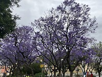 Jacaranda boom