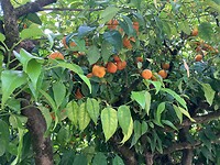 Sinaasappelboom