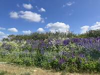 IMG_9500