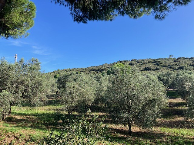Olijfgaarden in Toscane