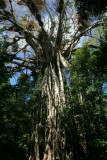 Cathedral Fig