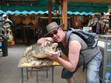 Crocodile Ger