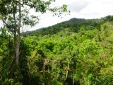 Mount Alexandra