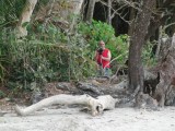 Ger bij de Mangrove