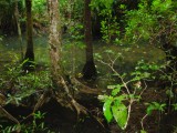 Bomen staan in het brakke water.