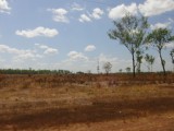 The Wetlands
