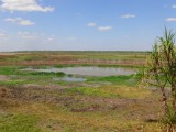 Fogg Dam