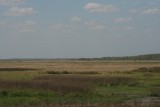 Window on the Wetlands