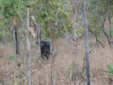 Buffel in het wild