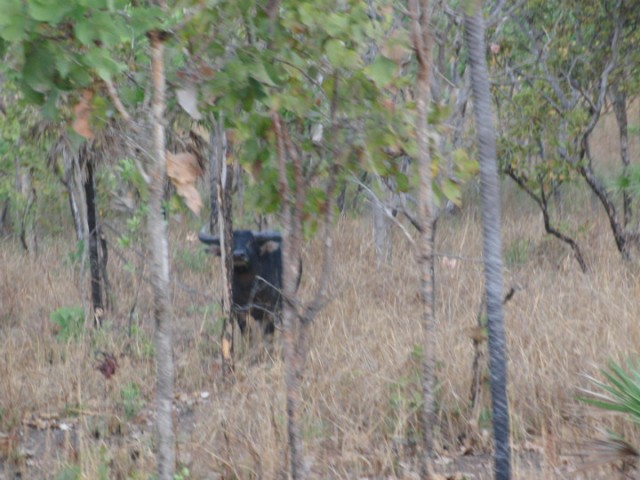 Buffel in het wild