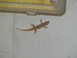 Gekko op het toilet