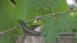 Salamander op het terras