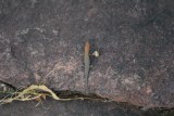Salamander bij Nourlangie