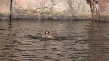 Waternimf