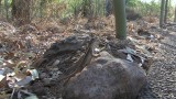 Lizard