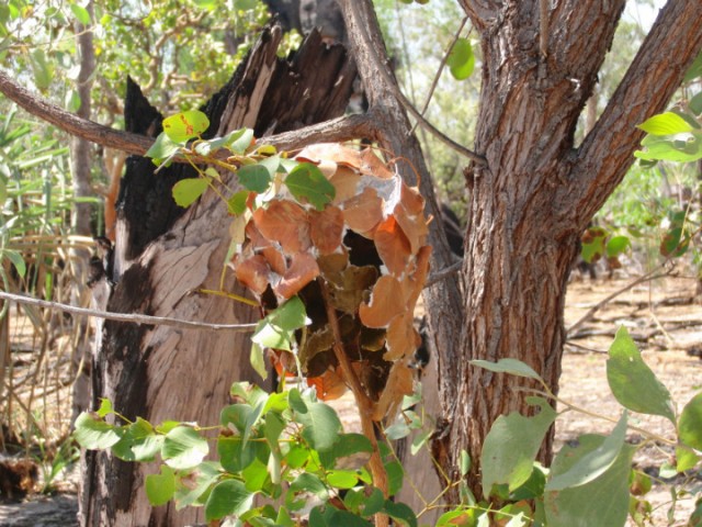 Vogelnest