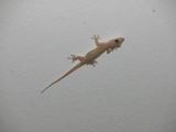 Gekko hield de muggen weg tijdens het eten