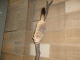 Posum in Aus. Museum