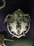 Skelet Schildpad