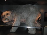 Oerwombat
