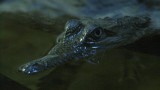 Zoetwater Krokodil