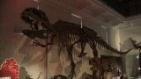 Skelet Dino