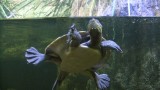 Schildpad