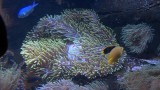 Aquarium Sydney