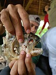 Piranha op het menu