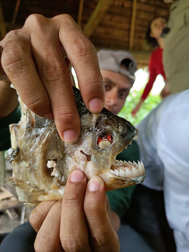 Piranha op het menu